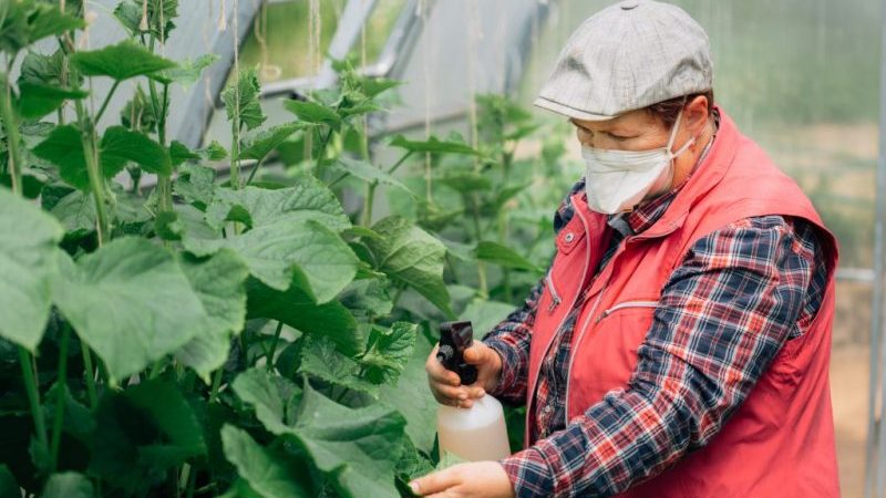 Why cucumbers do not grow in the greenhouse and how to effectively deal with this problem