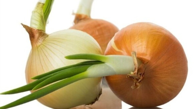 High-yielding Shetan onion for long-term storage