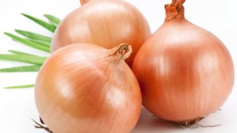High-yielding Shetan onion for long-term storage