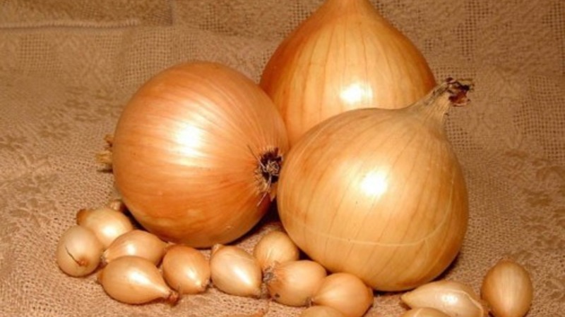High-yielding Shetan onion for long-term storage