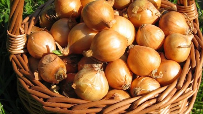 High-yielding Shetan onion for long-term storage