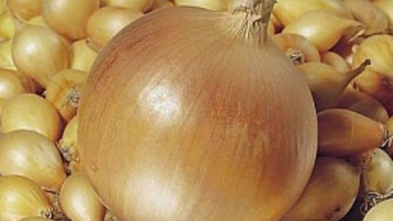 High-yielding Shetan onion for long-term storage