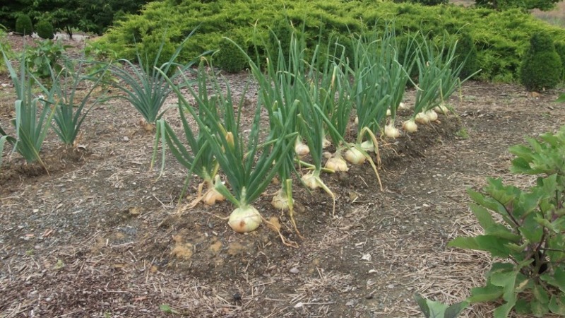 High-yielding Shetan onion for long-term storage