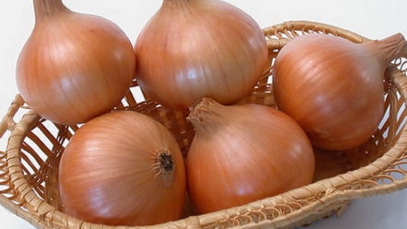 High-yielding Shetan onion for long-term storage