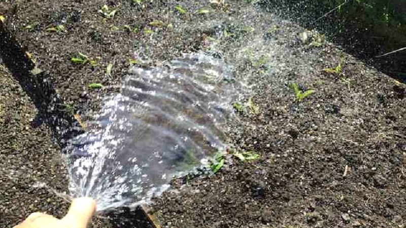 Rules and nuances of watering beets: a step-by-step guide for beginner vegetable growers