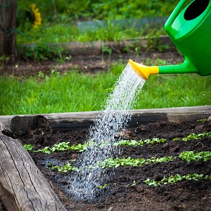 Rules and nuances of watering beets: a step-by-step guide for beginner vegetable growers