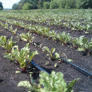 Rules and nuances of watering beets: a step-by-step guide for beginner vegetable growers