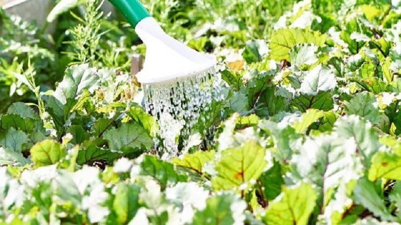 Rules and nuances of watering beets: a step-by-step guide for beginner vegetable growers