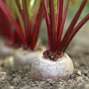 Rules and nuances of watering beets: a step-by-step guide for beginner vegetable growers