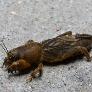 Saving the harvest from uninvited guests: how to find out who is gnawing beets in the garden and defeat the pest quickly and easily