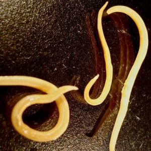 Saving the harvest from uninvited guests: how to find out who is gnawing beets in the garden and defeat the pest quickly and easily