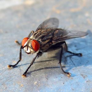 Saving the harvest from uninvited guests: how to find out who is gnawing beets in the garden and defeat the pest quickly and easily