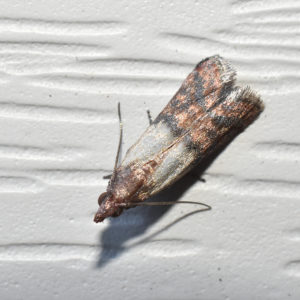 Saving the harvest from uninvited guests: how to find out who is gnawing beets in the garden and defeat the pest quickly and easily