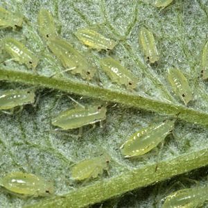 Saving the harvest from uninvited guests: how to find out who is gnawing beets in the garden and defeat the pest quickly and easily