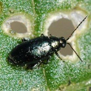 Saving the harvest from uninvited guests: how to find out who is gnawing beets in the garden and defeat the pest quickly and easily