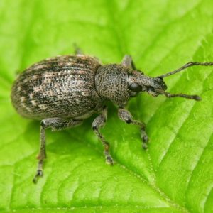 Saving the harvest from uninvited guests: how to find out who is gnawing beets in the garden and defeat the pest quickly and easily