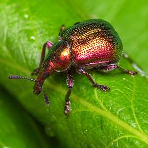 Saving the harvest from uninvited guests: how to find out who is gnawing beets in the garden and defeat the pest quickly and easily