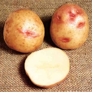 Unique looking and great tasting Picasso potato from Holland