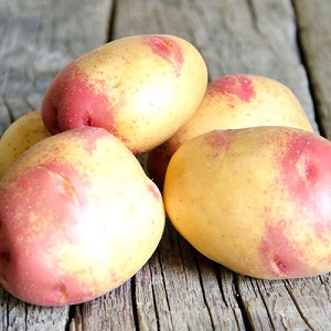 Unique looking and great tasting Picasso potato from Holland