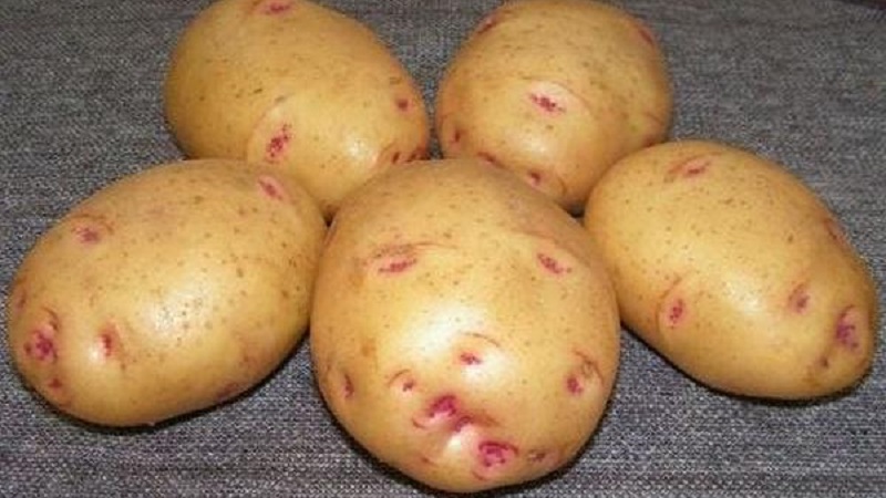 Unique looking and great tasting Picasso potato from Holland
