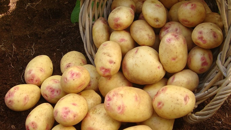 Unique looking and great tasting Picasso potato from Holland