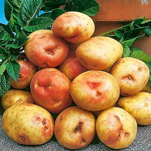 Unique looking and great tasting Picasso potato from Holland