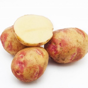 Unique looking and great tasting Picasso potato from Holland