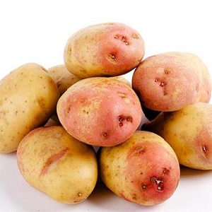 Unique looking and great tasting Picasso potato from Holland