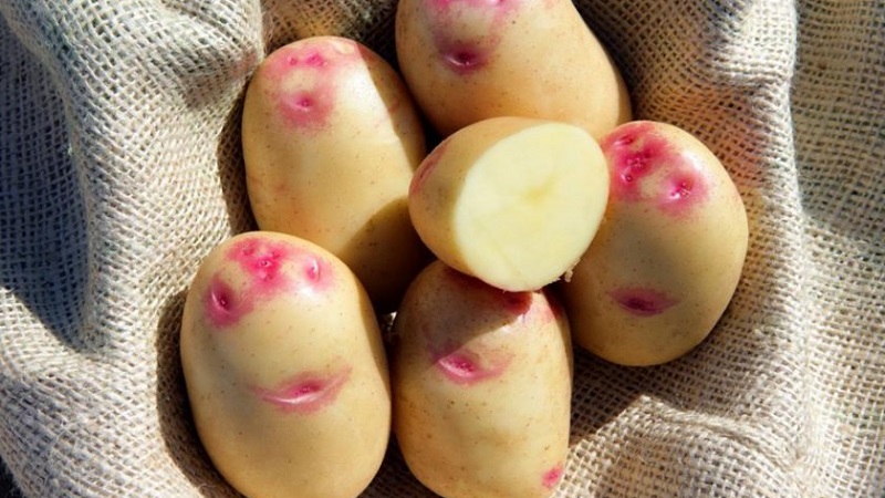 Unique looking and great tasting Picasso potato from Holland