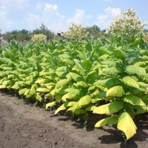 Step by step guide on how to grow Virginia 202 tobacco