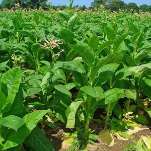 Step by step guide on how to grow Virginia 202 tobacco