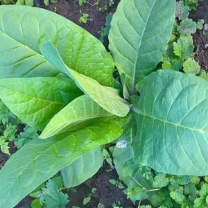 Step by step guide on how to grow Virginia 202 tobacco
