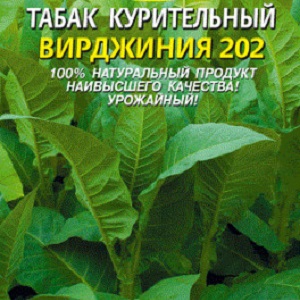 Step by step guide on how to grow Virginia 202 tobacco