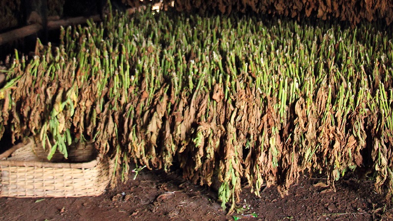Step by step guide on how to grow Virginia 202 tobacco