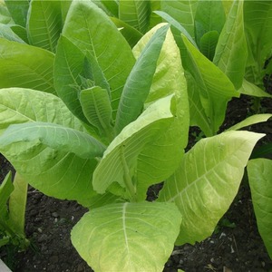 Step by step guide on how to grow Virginia 202 tobacco