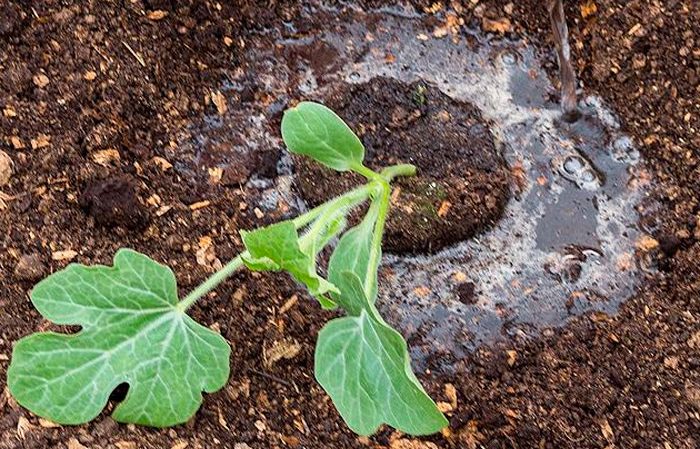 How to water watermelons outdoors: watering frequency and rules