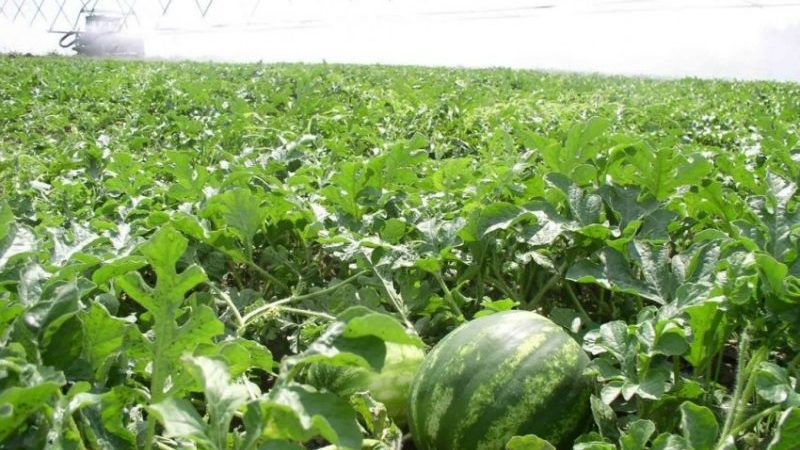 How to water watermelons outdoors: watering frequency and rules