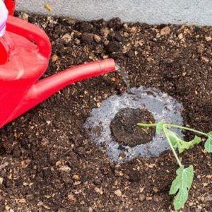 How to water watermelons outdoors: watering frequency and rules
