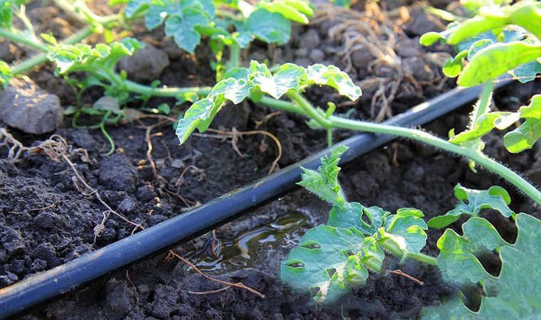 How to water watermelons outdoors: watering frequency and rules