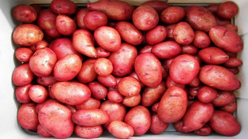 An unpretentious potato variety Crimean rose for growing in hot climates