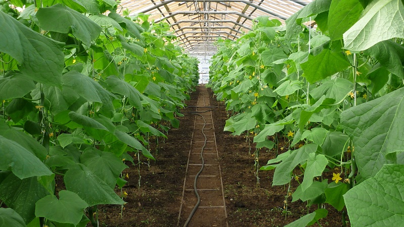 How to water cucumbers in a polycarbonate greenhouse: instructions and basic rules