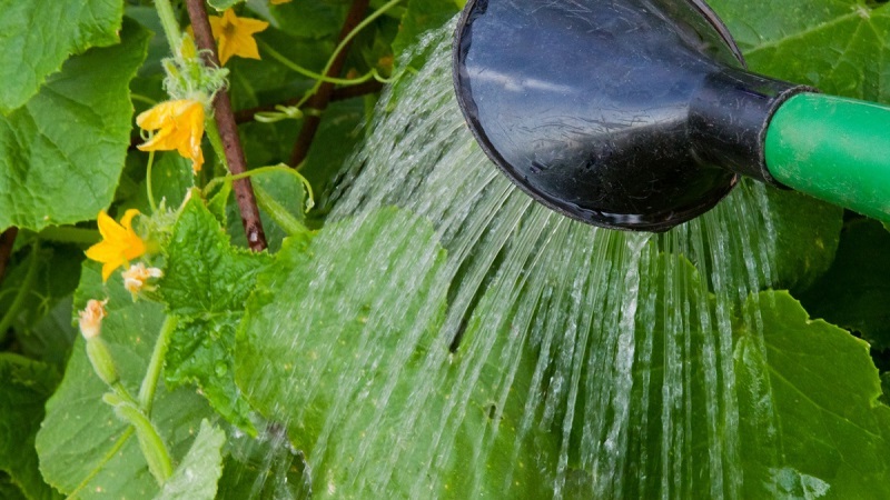 How to water cucumbers in a polycarbonate greenhouse: instructions and basic rules