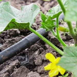 How to water cucumbers in a polycarbonate greenhouse: instructions and basic rules