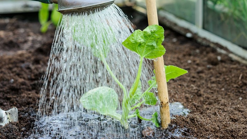 How to water cucumbers in a polycarbonate greenhouse: instructions and basic rules
