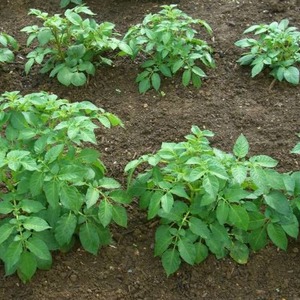 Medium early potato variety Sorcerer from domestic breeders