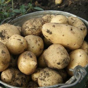 Medium early potato variety Sorcerer from domestic breeders