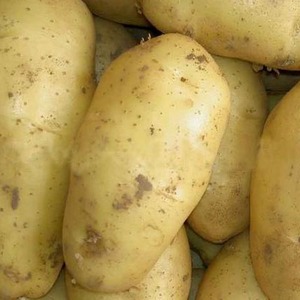 Medium early potato variety Sorcerer from domestic breeders