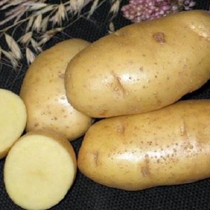 Medium early potato variety Sorcerer from domestic breeders