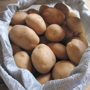 Medium early potato variety Sorcerer from domestic breeders