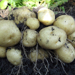 Medium early potato variety Sorcerer from domestic breeders